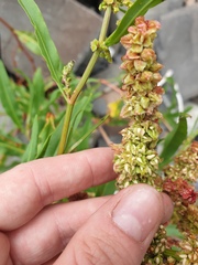 Rumex pallidus