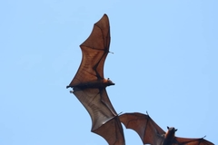 Pteropus vampyrus
