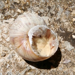 Helix schlaeflii
