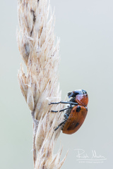 Coptocephala rubicunda