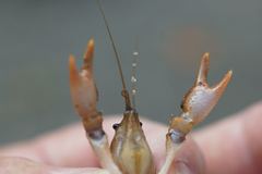 Fallicambarus macneesei