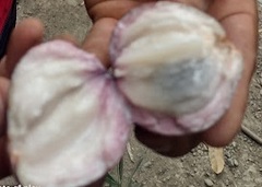 Chrysophyllum cainito