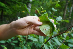Phyllonorycter