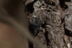 Chalcophora mariana