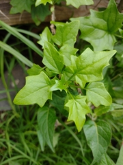 Senecio tamoides