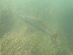 Atractoscion nobilis