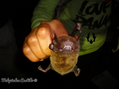 Pteronotus mesoamericanus