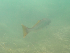 Atractoscion nobilis