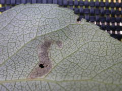 Stigmella trimaculella