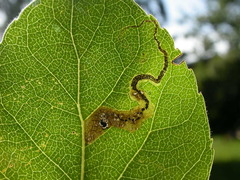 Stigmella trimaculella