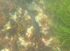 Atractoscion nobilis