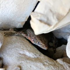 Algyroides nigropunctatus