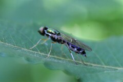 Merosargus caeruleifrons