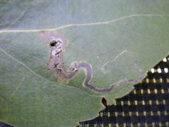 Stigmella trimaculella