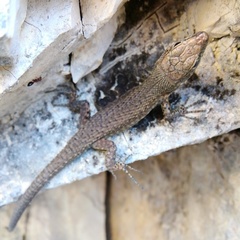 Algyroides nigropunctatus