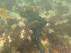 Atractoscion nobilis