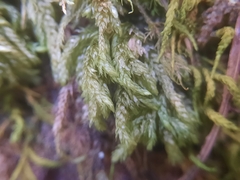 Thamnobryum alleghaniense