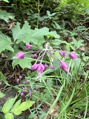 Allium allegheniense