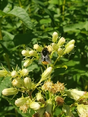 Bombus soroeensis