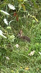 Sylvilagus floridanus