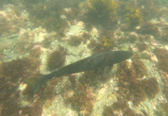 Atractoscion nobilis