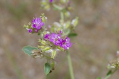 Acleisanthes chenopodioides