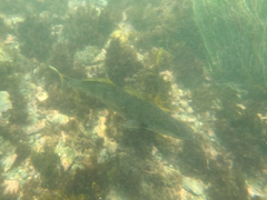 Atractoscion nobilis