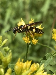 Philanthus gibbosus