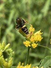 Philanthus gibbosus