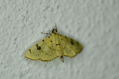 Lygropia tripunctata