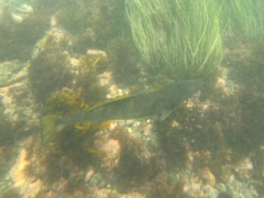 Atractoscion nobilis