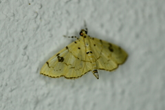Lygropia tripunctata