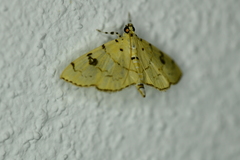 Lygropia tripunctata