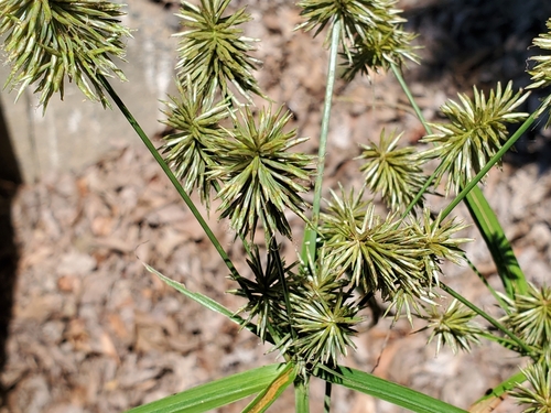 Image of Cyperus lancastriensis by no rights reserved