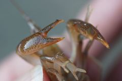 Fallicambarus macneesei