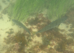Atractoscion nobilis