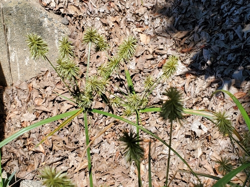 Image of Cyperus lancastriensis by no rights reserved