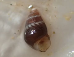 Eatoniella