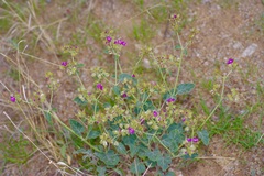 Acleisanthes chenopodioides