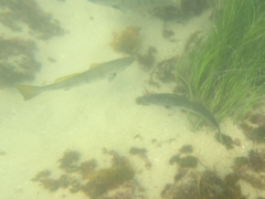 Atractoscion nobilis