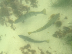 Atractoscion nobilis