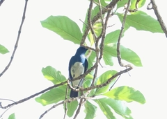 Cyanoptila cumatilis