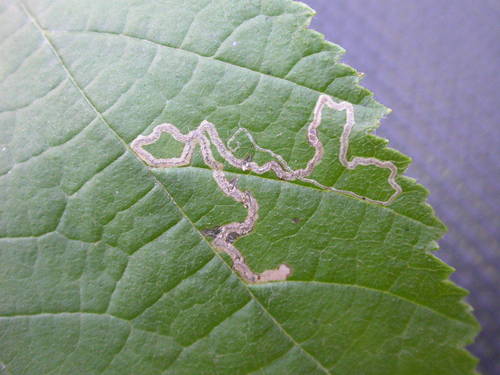 Hazel Leafminer Moth