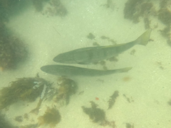Atractoscion nobilis