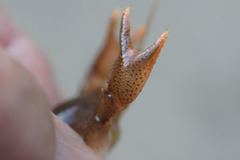 Fallicambarus macneesei