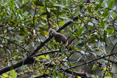 Grey Silky-flycatcher (Ptiliogonys cinereus), photo 10