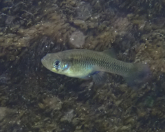 Gambusia nobilis