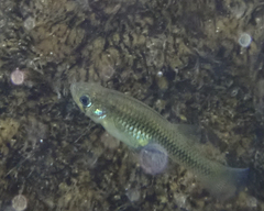 Gambusia nobilis