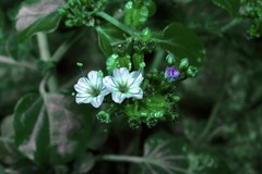 Acleisanthes chenopodioides