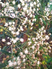 Cabobanthus polysphaerus